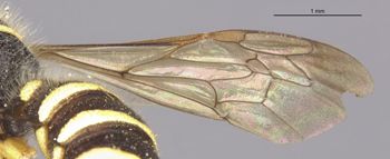 Media type: image;   Entomology 31113 Aspect: Wing front